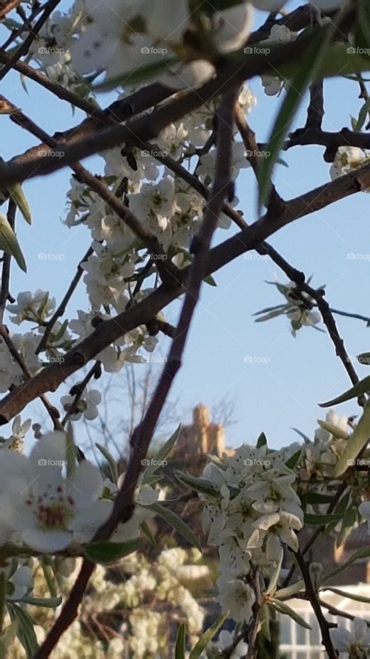 view of the church through the flowers