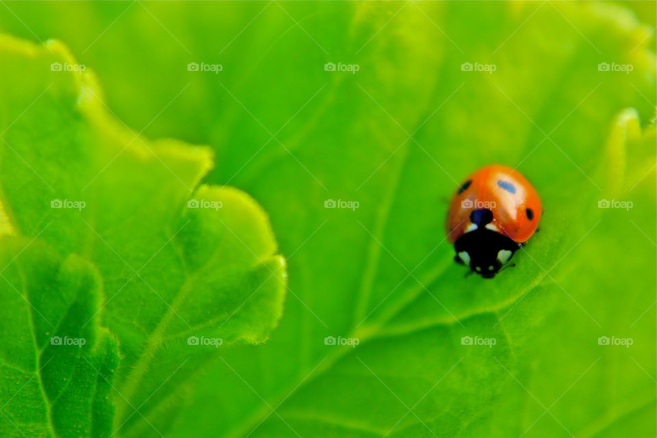 🐞 Ladybug