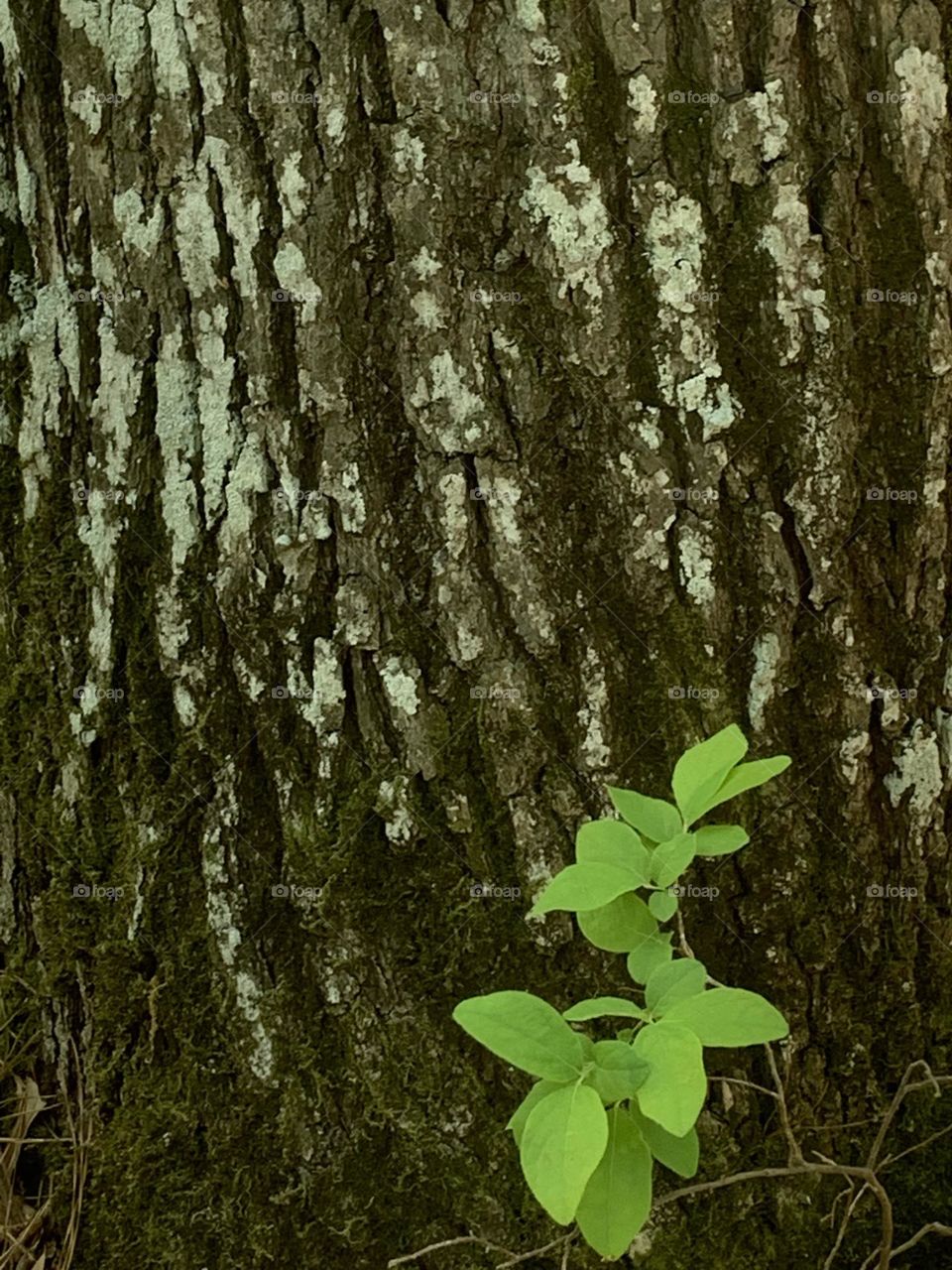 Rough bark 