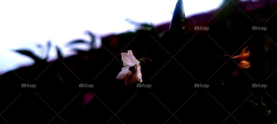 White flower at night