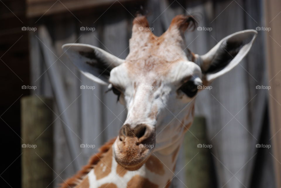 A close-up of a giraffe's face