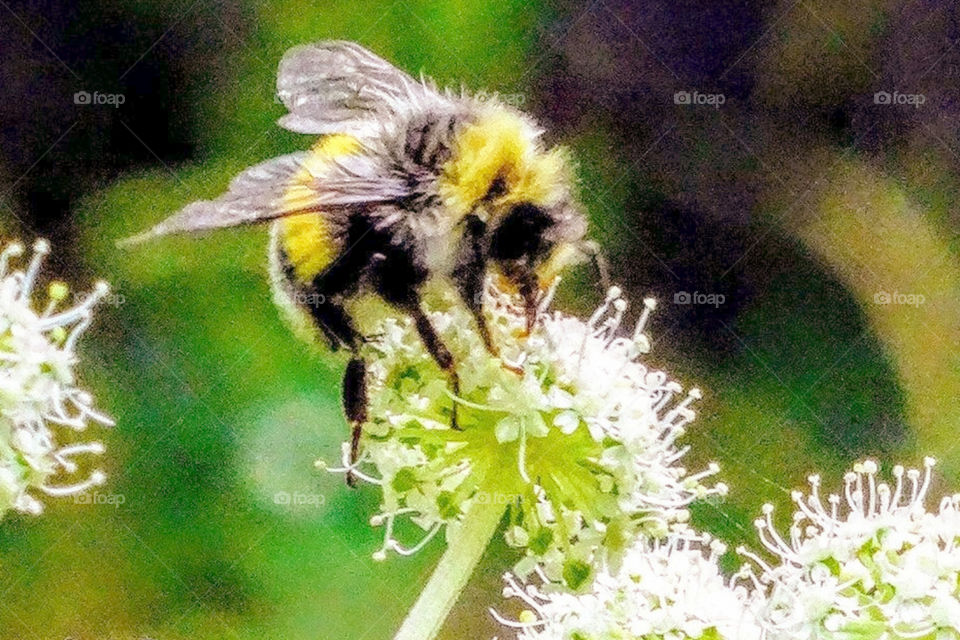 Short break.Macro flower.Lithuania, 2019.
