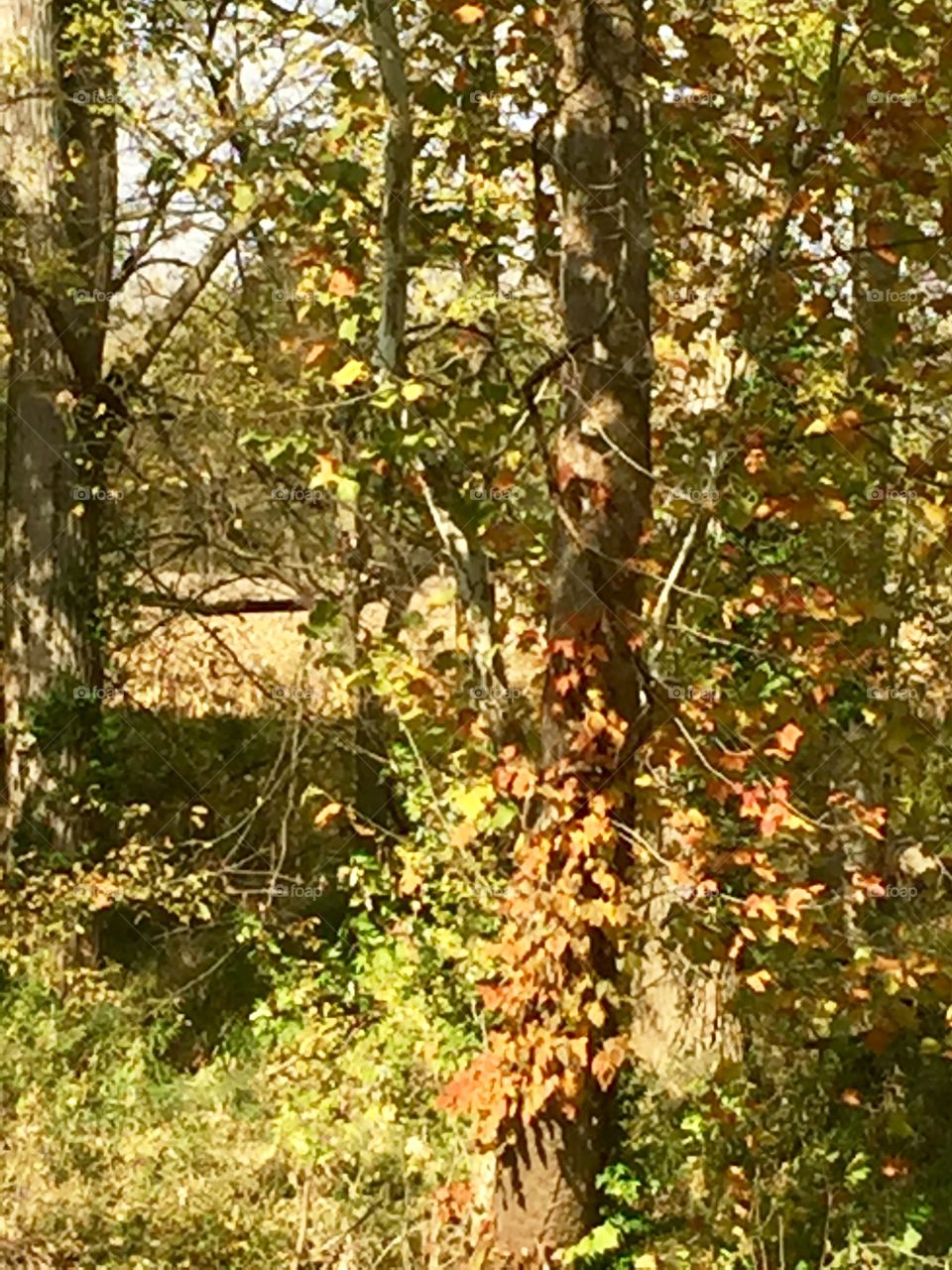 Autumn on the River