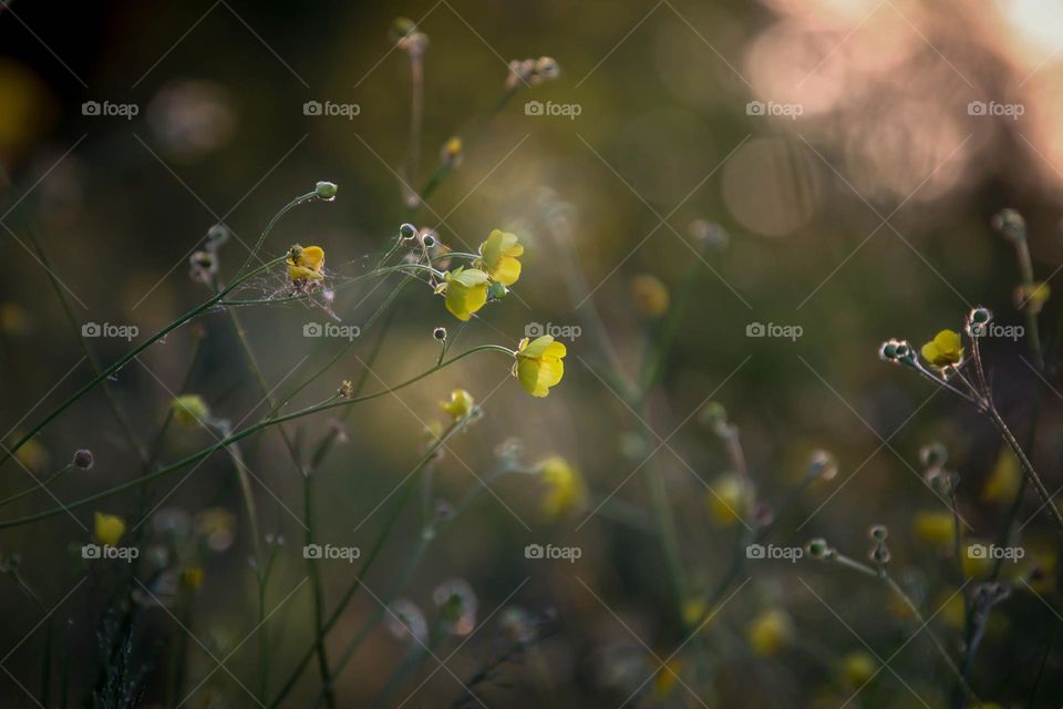 Yellow flowers in a sunlight