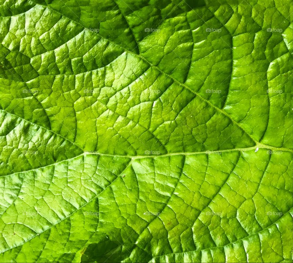 Veins on leaf