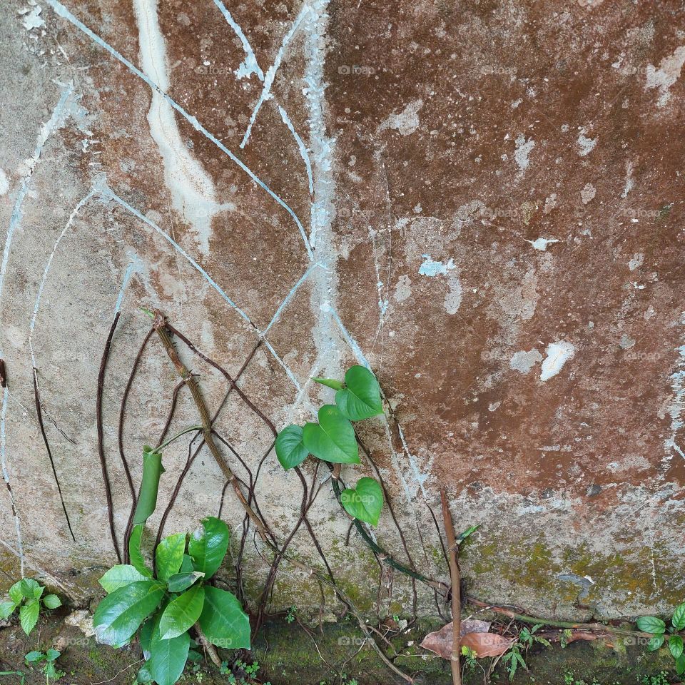 plant roots creeping on the wall