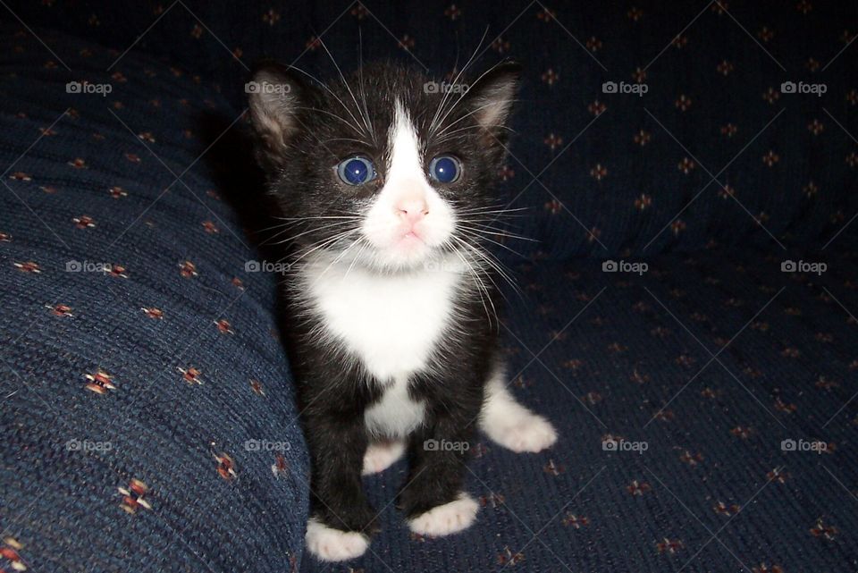 Tuxedo kitten