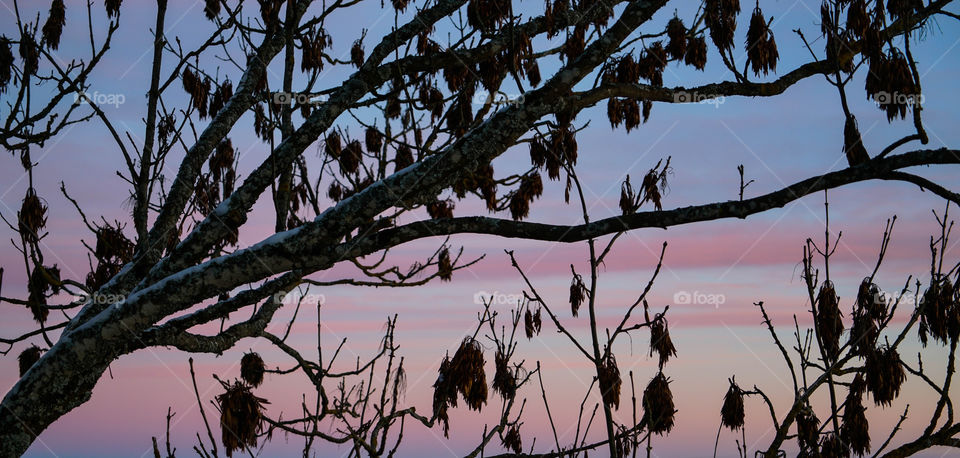 Winter Leaves