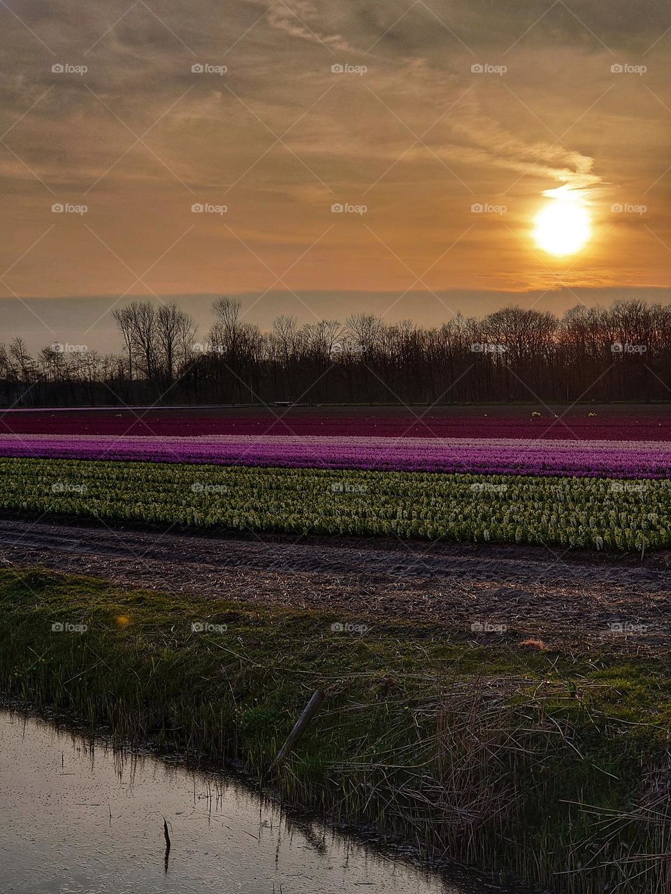 flowerfield in the evening