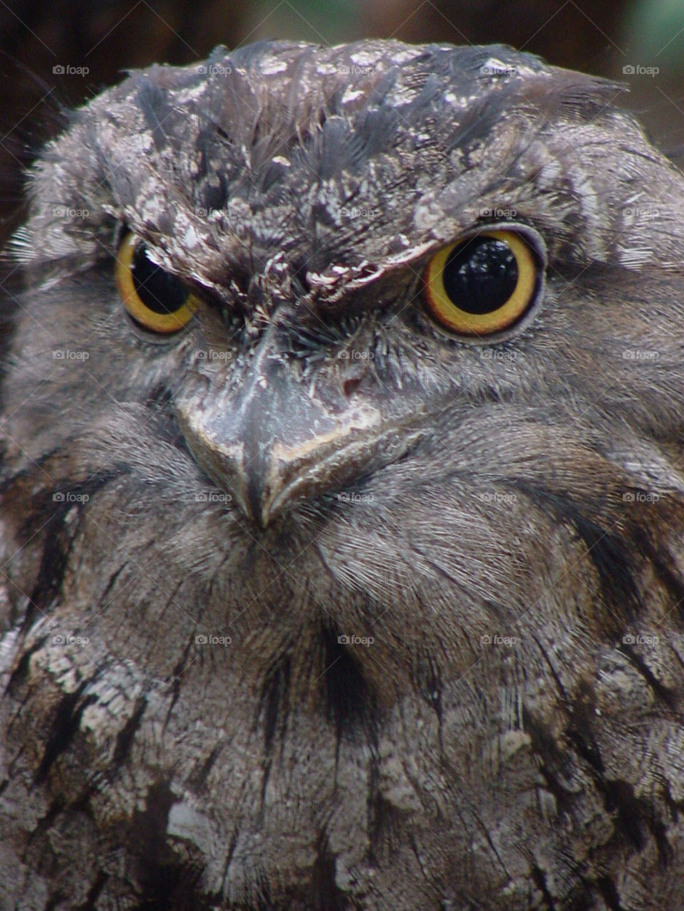 grey eyes australia australian by kshapley