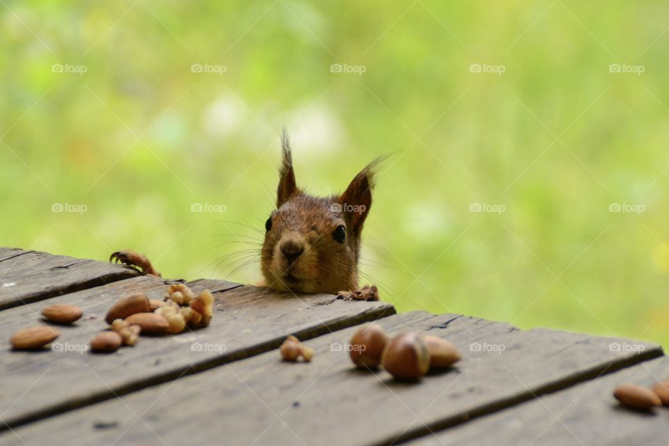 Squirrel looking for nuts 