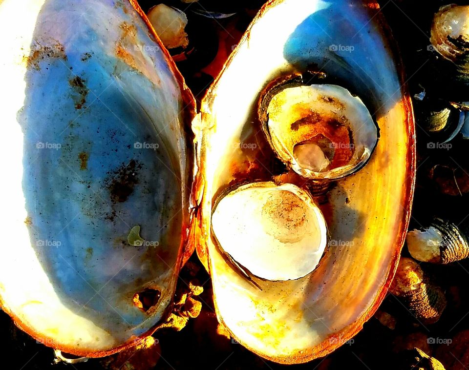 shells within shells