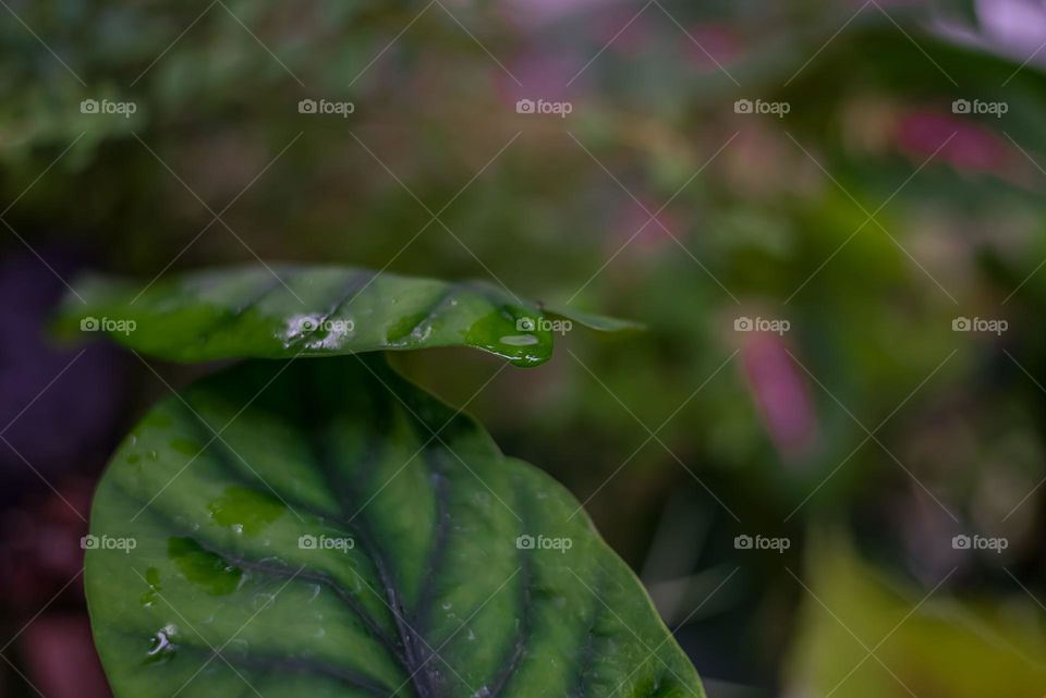 dew drops on taro leaves