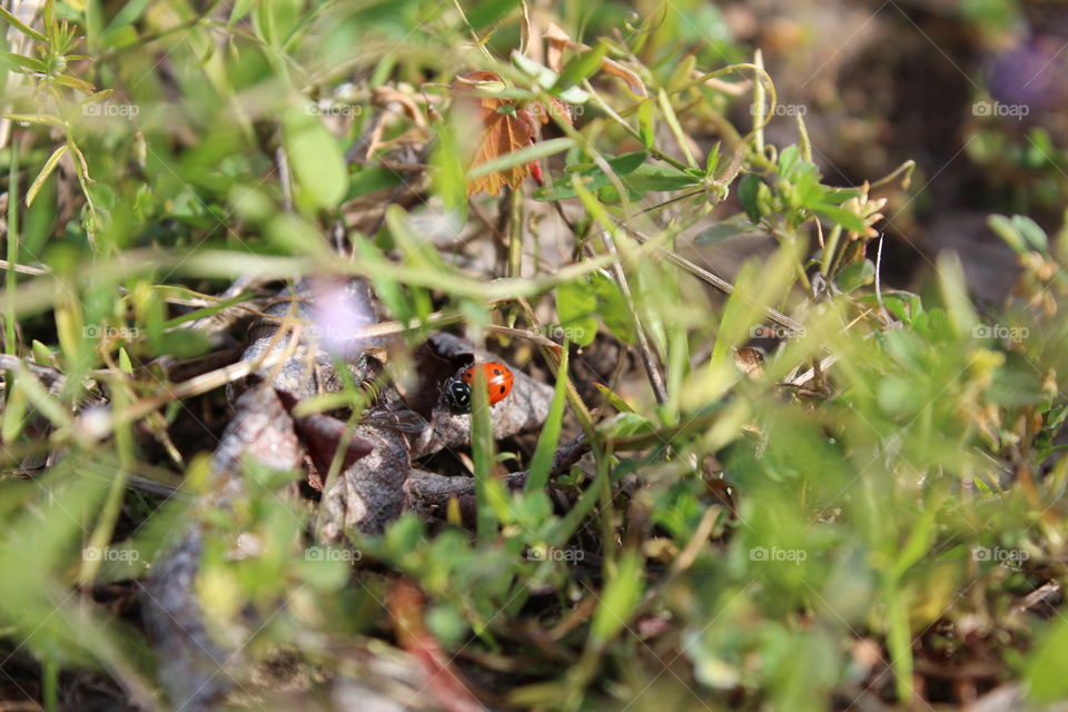 ladybug hide and seek