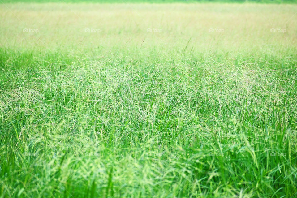 nature desktop grass field beautiful