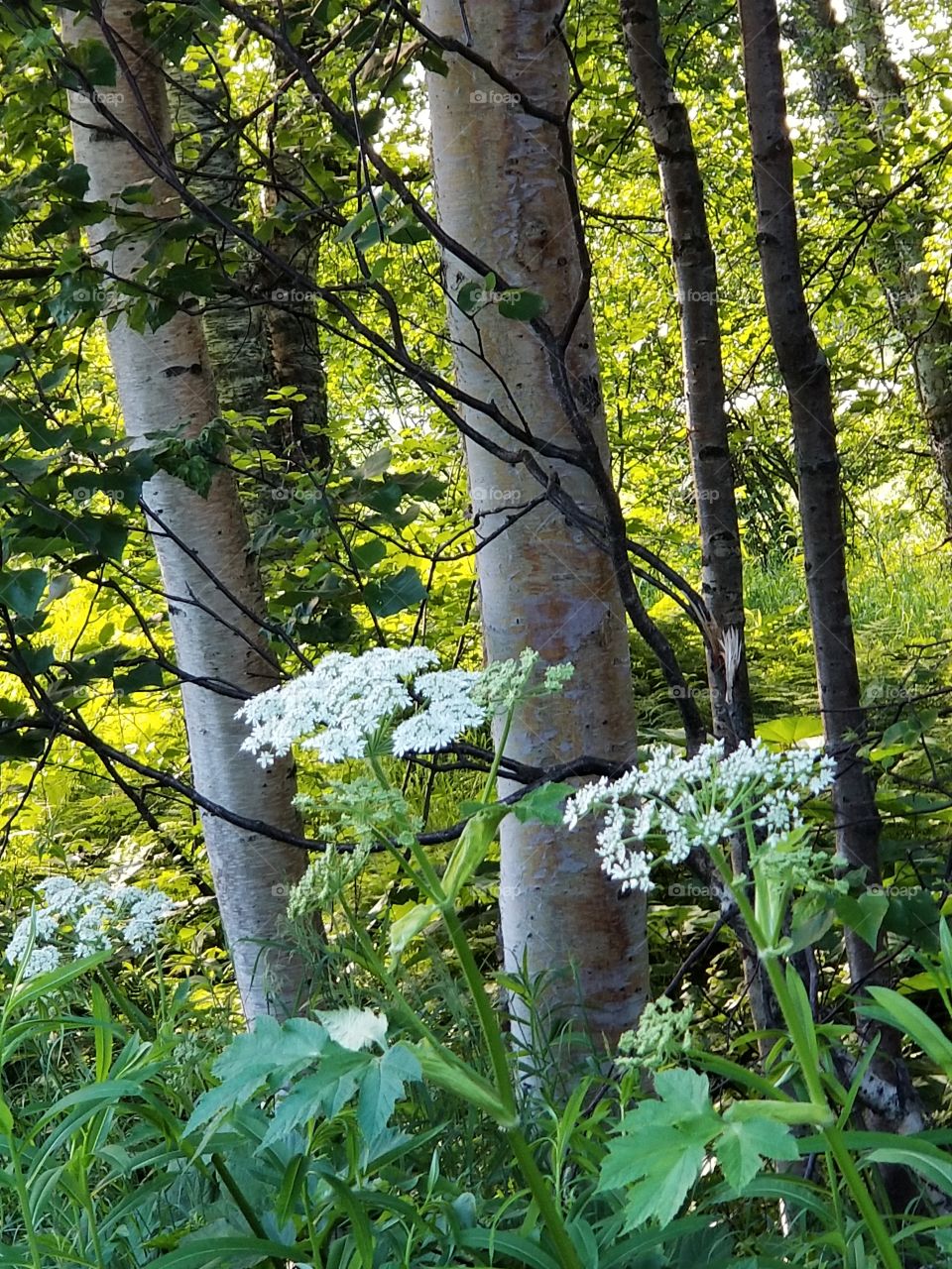 cow parsley flowers and birch trees