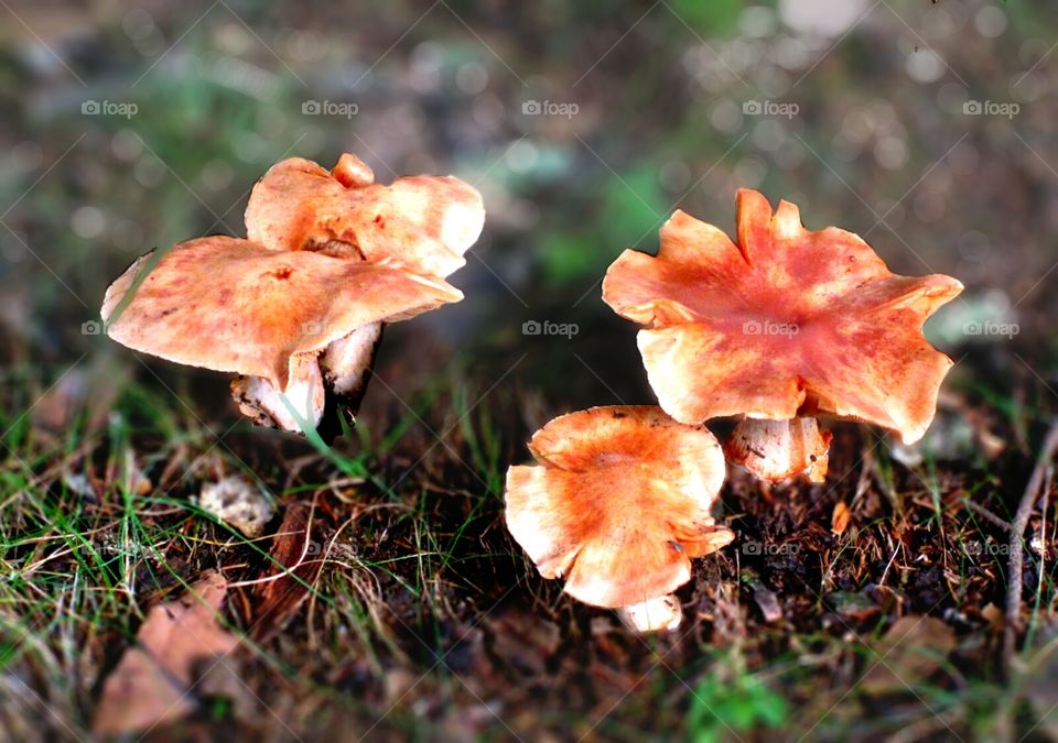 Fungi