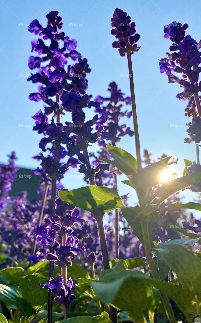 Forget me NOT under the sunset