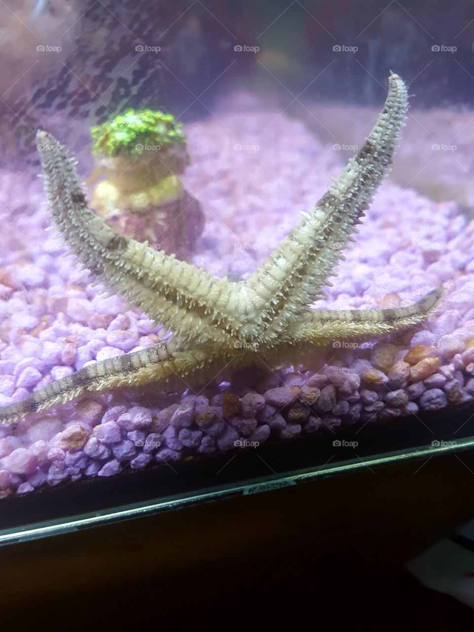star fish says hi
