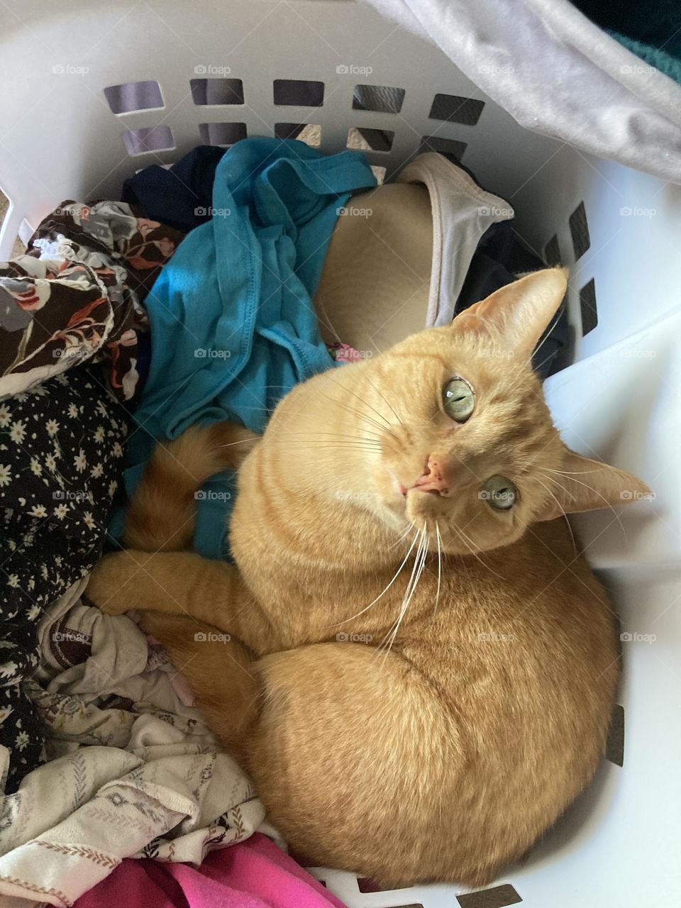 Laundry basket cat