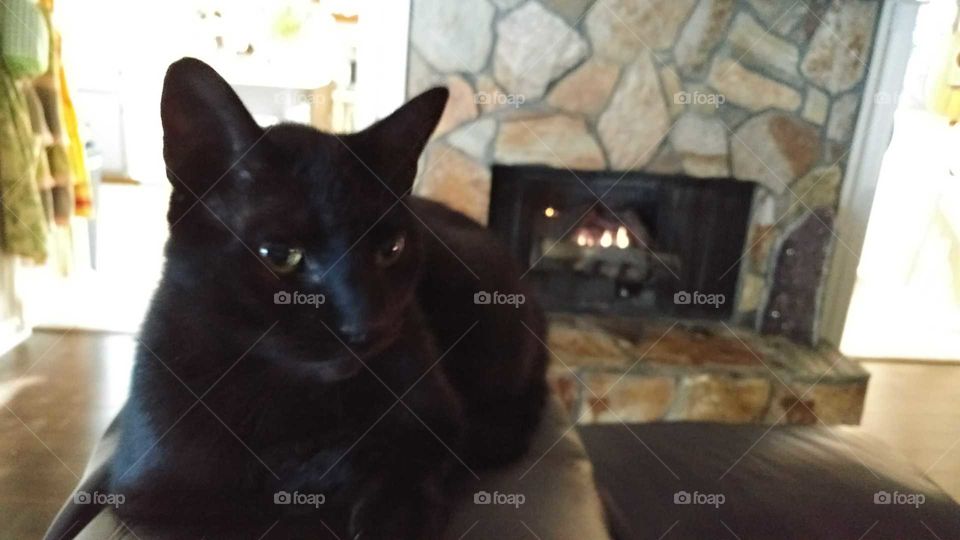 black cat by the fire