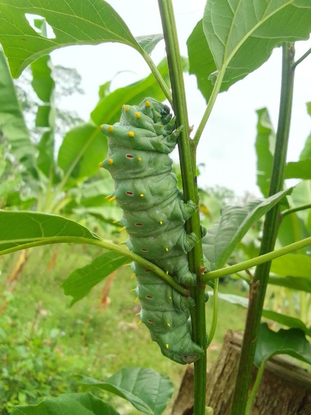 Cutterpellar