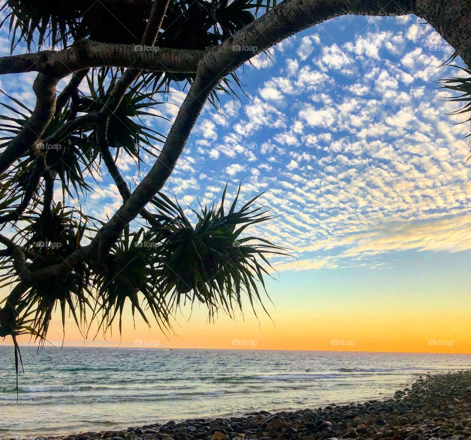 Sunrise in the tropical east coast of Australia- paradise by the sea yellow light spiked tree