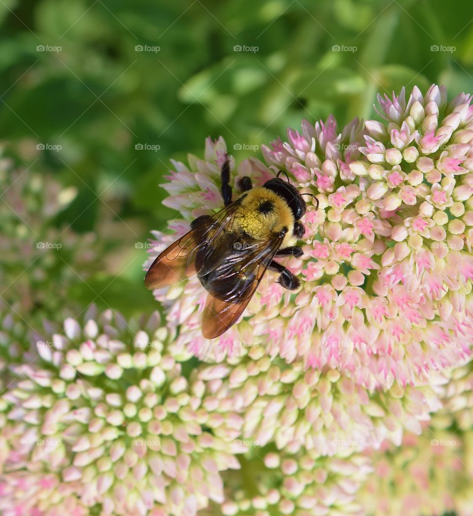 Bee on Flower