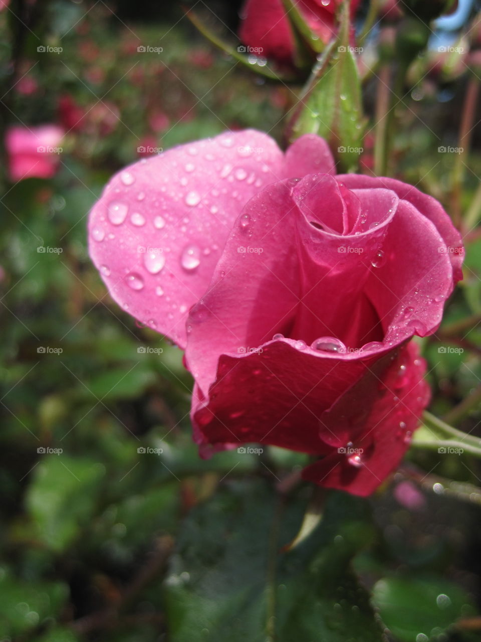Pink Rose. A pink rose after the rain