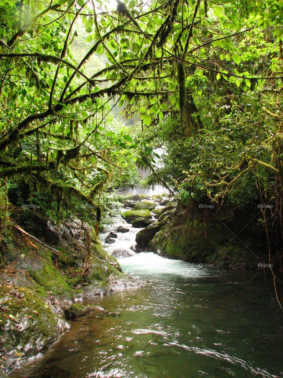Secret stream in pristine rainforest