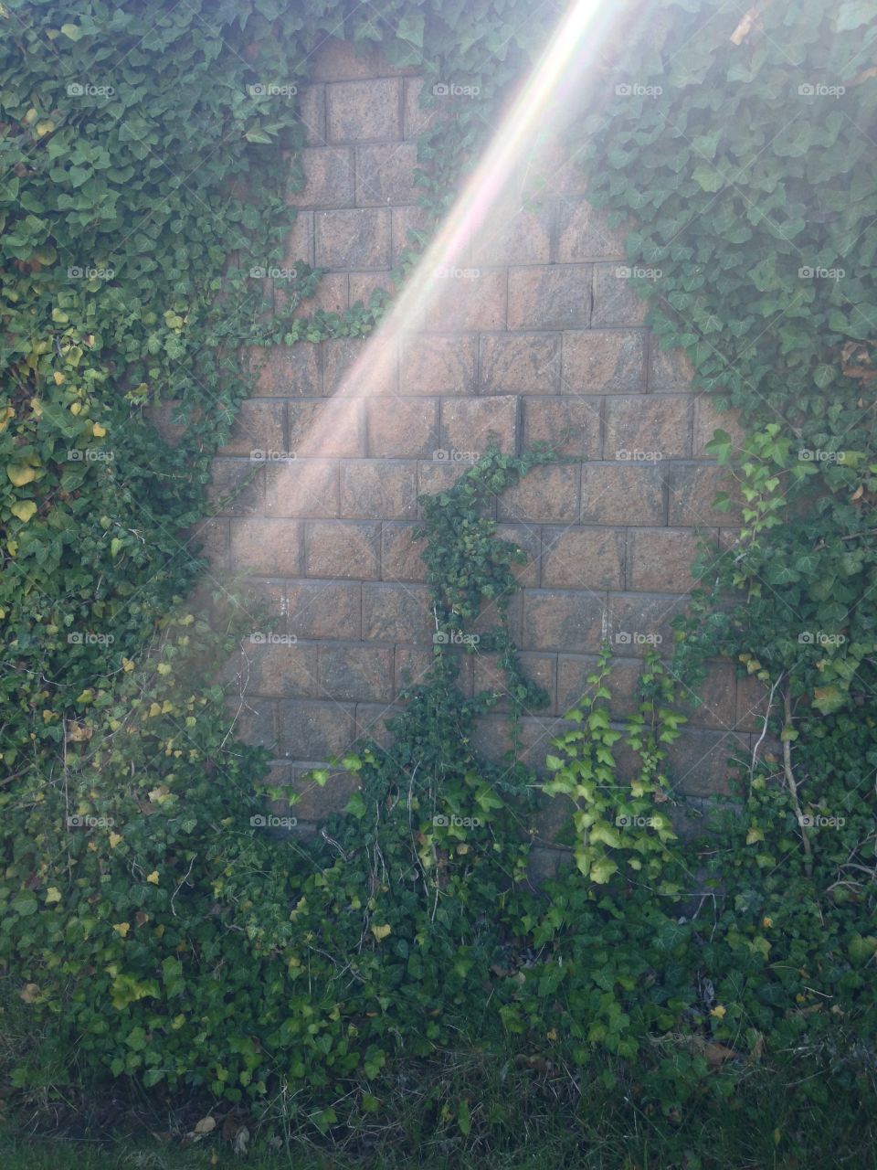 Viney brick wall 