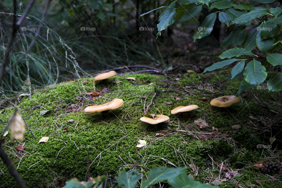 circle of mushrooms