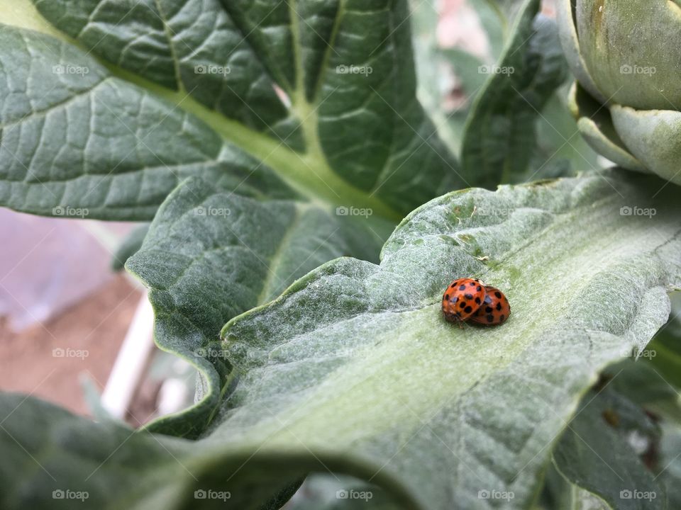 Ladybirds close up to each other 