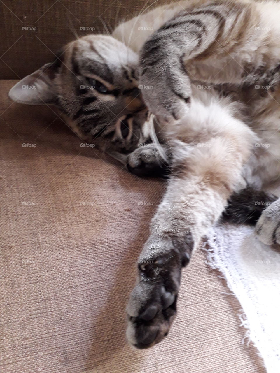 my cat sleeping on the sofa