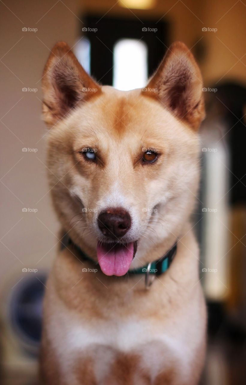 husky mixed with local breed dog at Bali, indonesia