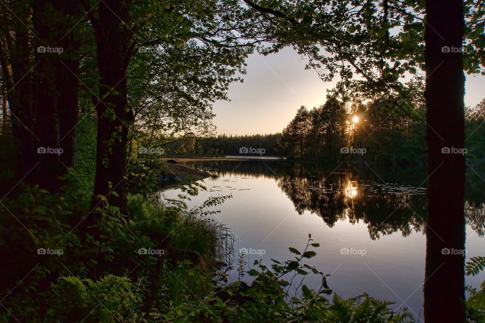 sommar trees water lakes by cekari