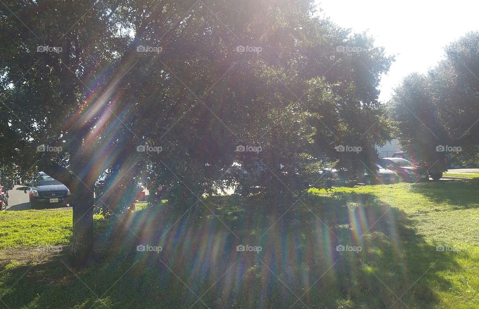 Sunrays shining through trees