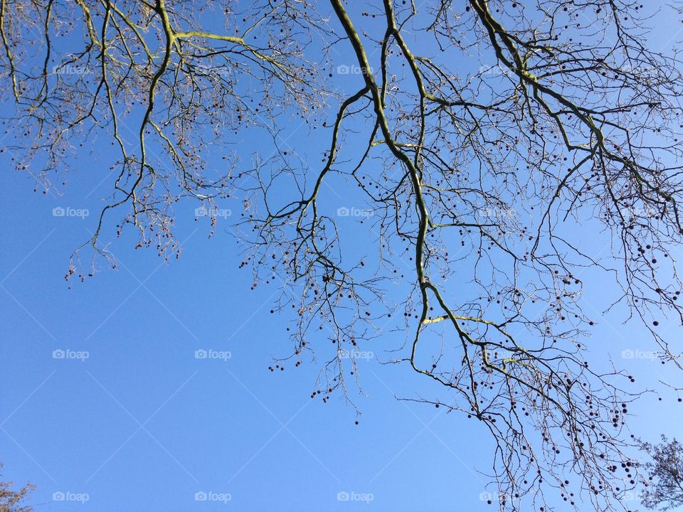 Tree, Branch, No Person, Nature, Winter