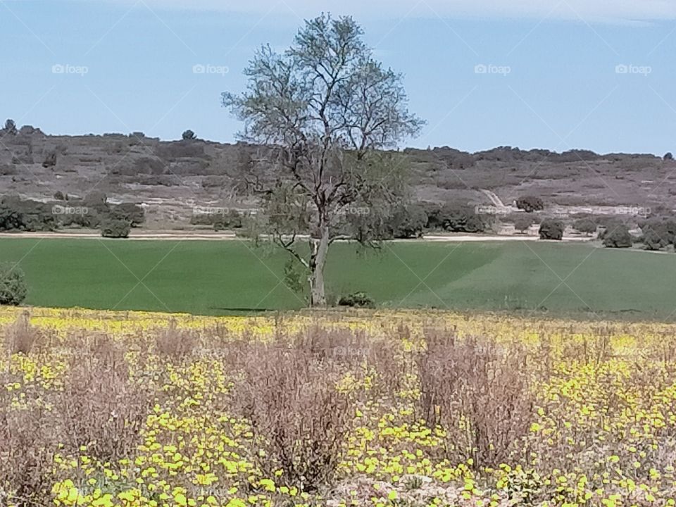 a tree in the center of the naturel beauty