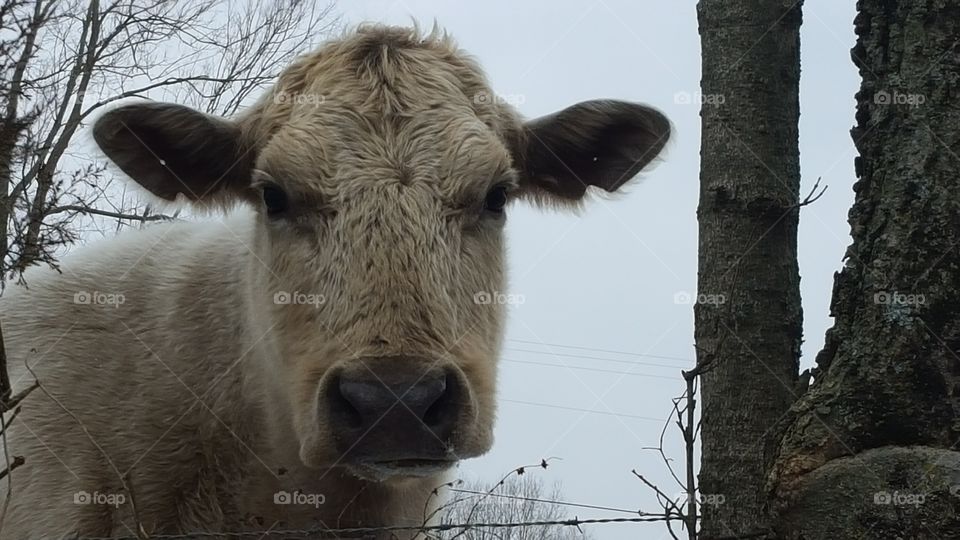 closeup cow