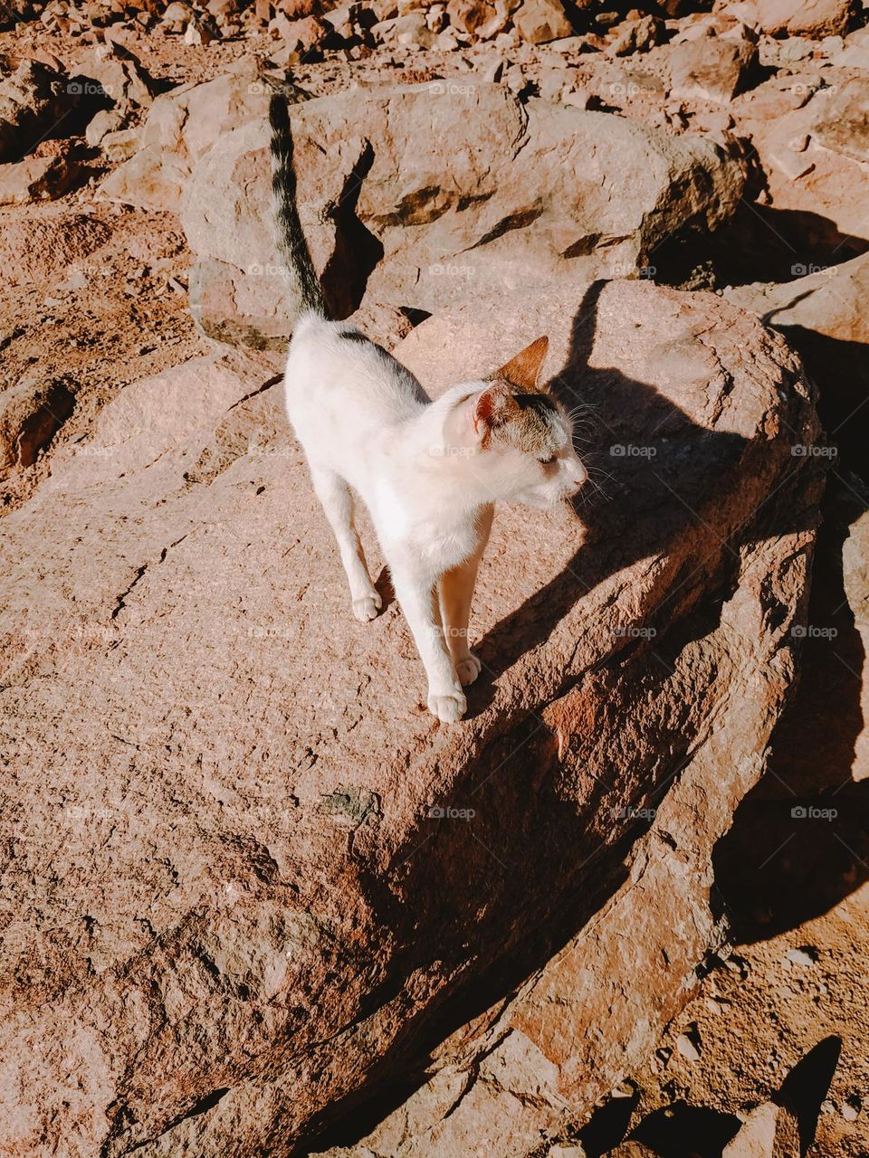 desert cat