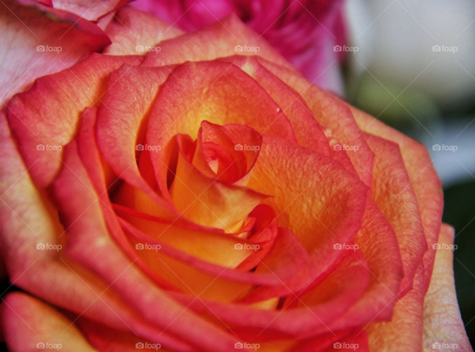 pink rose petals apricot by MegTStewart