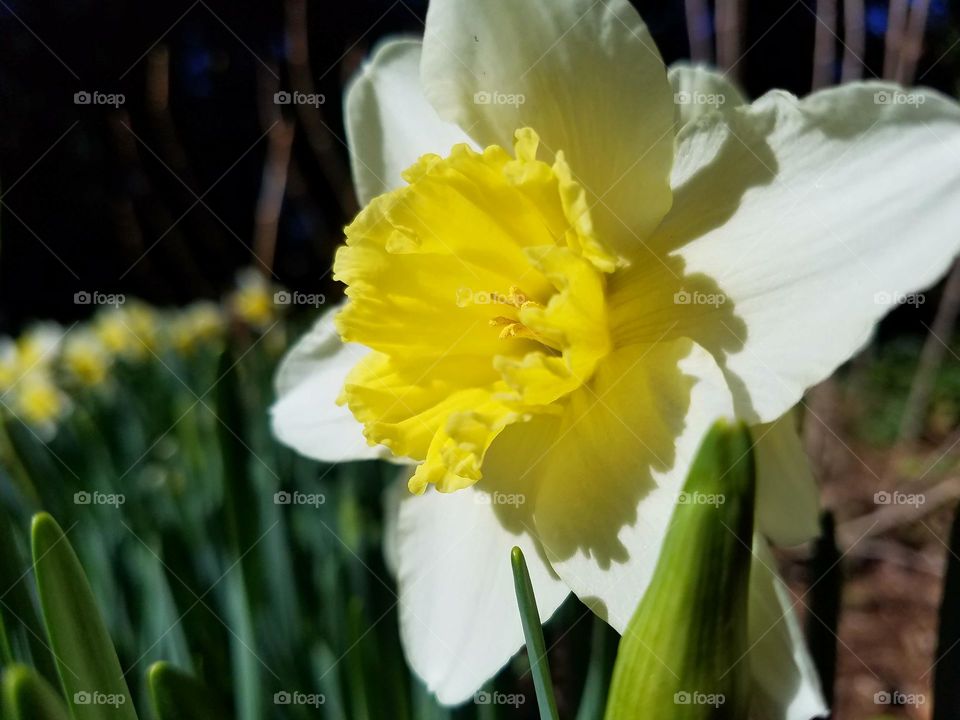 A Daffodil