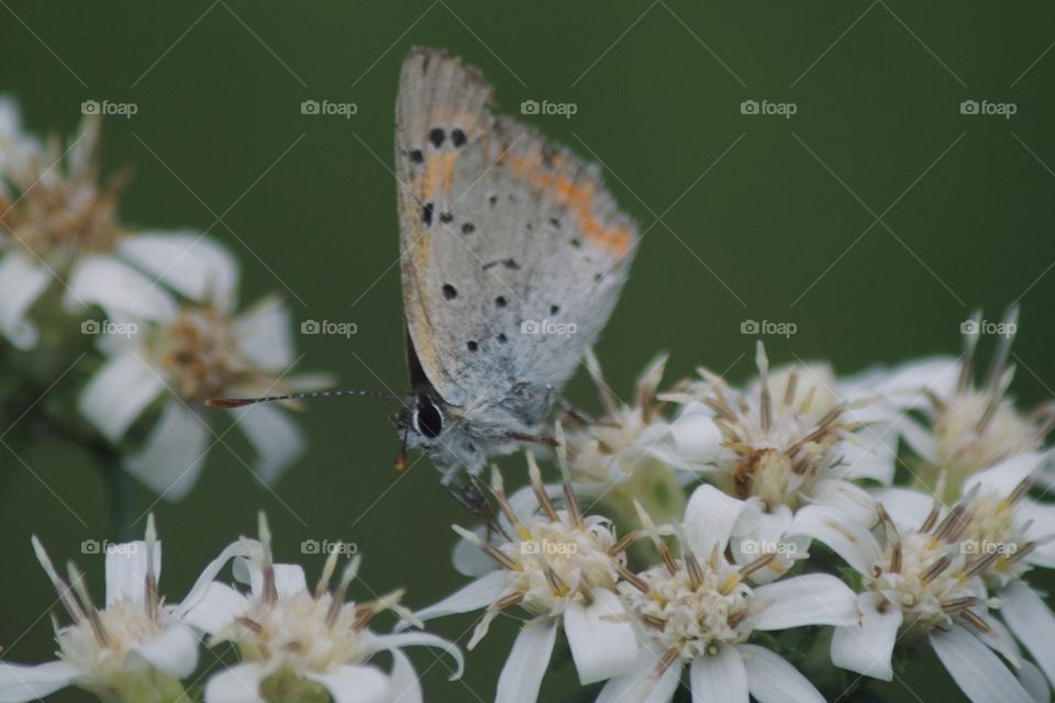 Butterfly on wildflowers 