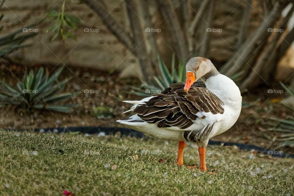 beautiful goose standing alone