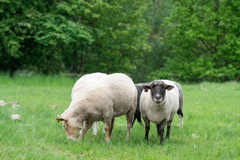 Photo of sheep in field