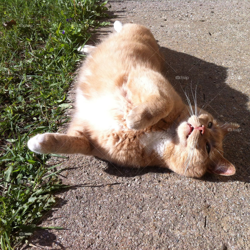 CAT ROLLING IN THE SUNSHINE