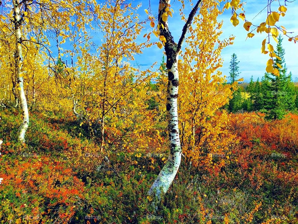 Autumn, yellow, leaves, birches, beauty, autumn time, autumn mood, golden autumn, freshness, silence, north, Arctic.