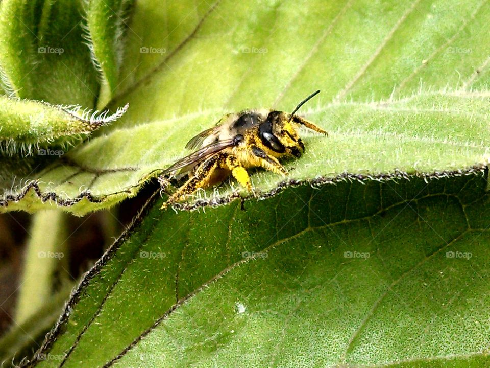 bee on a leaf. Found this bee sitting on a sunflower leaf