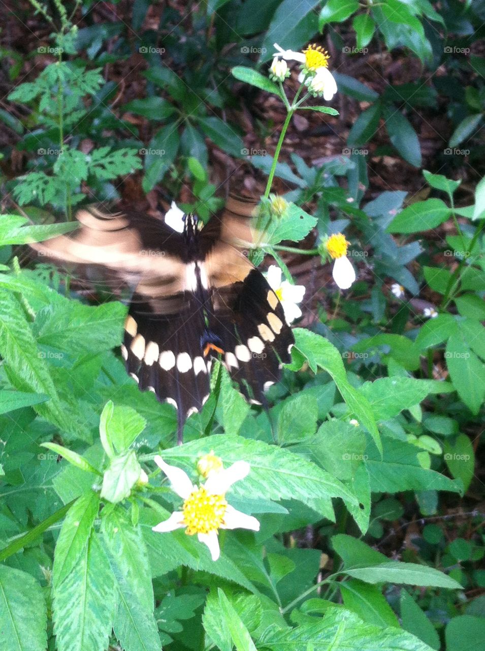 Butterfly flower 